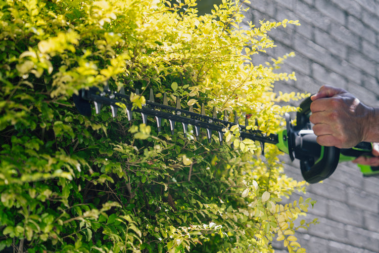 Person using a hedge trimmer to trim a bush with a building in the background